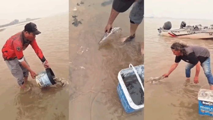 Notícias do Amazonas – Pescadores resgatam 300 peixes presos em lamaçal no rio