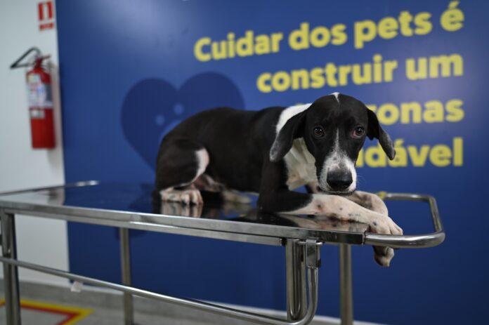 Notícias do Amazonas – Hospital Veterinário do AM realiza 70 mil atendimentos em dois meses