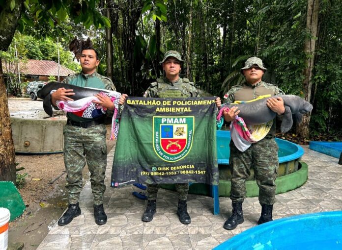 Notícias do Amazonas – Polícia e Prefeitura resgatam filhotes de peixe-boi em risco