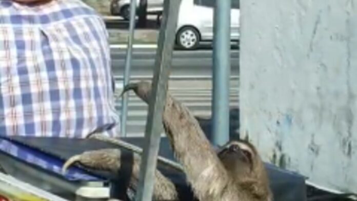 Notícias do Amazonas – Motociclista é flagrado com bicho-preguiça na garupa