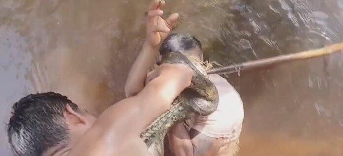 VÍDEO: Homem morde sucuri durante ataque do animal