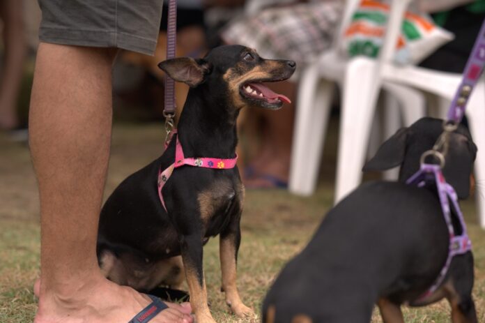 Jorge Teixeira terá agendamento de castração gratuita nesta quarta-feira