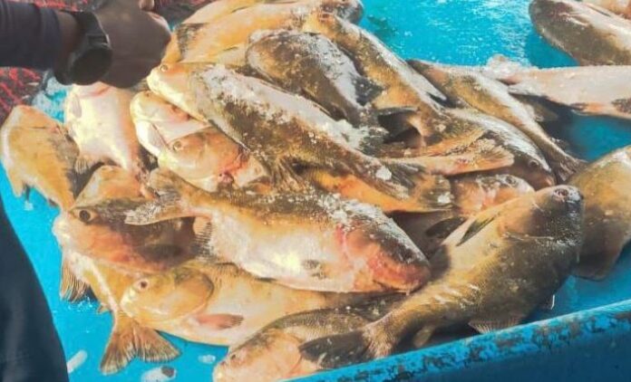 Mais de 2,5 toneladas de pescado ilegal são apreendidas perto de Coari