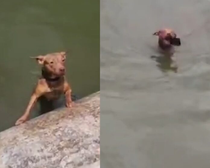 VÍDEO: Cachorro caramelo surpreende ao mergulhar e retirar lixo do fundo de lagoa
