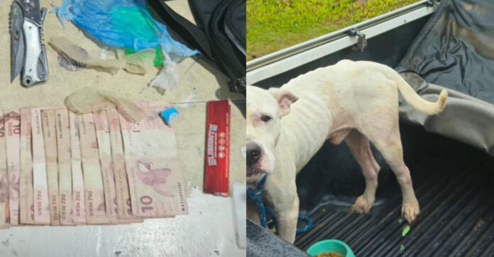 Notícias do Amazonas – Jovem é detido por tráfico de drogas e crueldade animal