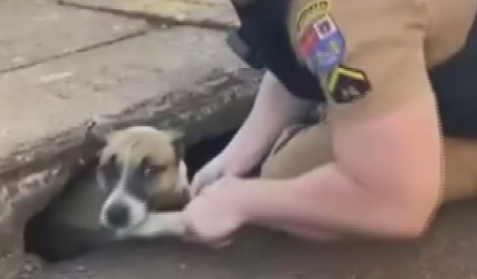Notícias do Amazonas – Policial militar salva cachorro preso em bueiro em Foz do Iguaçu