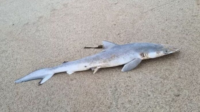 Notícias do Amazonas – Tubarões na costa do Rio têm cocaína em seus organismos