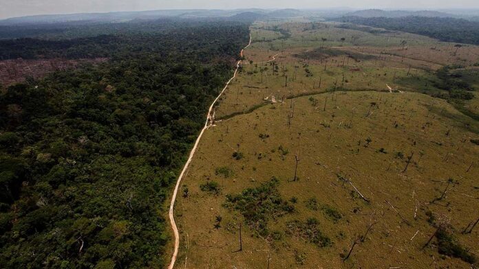 Notícias do Amazonas – Justiça congela R$ 292 milhões de pecuarista por desmatamento
