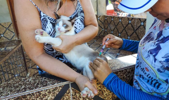 Notícias do Amazonas – Campanha de vacinação antirrábica é antecipada até 31 de julho