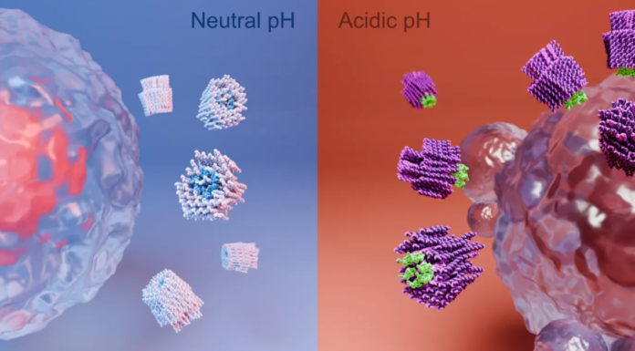 Notícias do Amazonas – Nanorrobôs prometem eliminar células cancerígenas em estudos