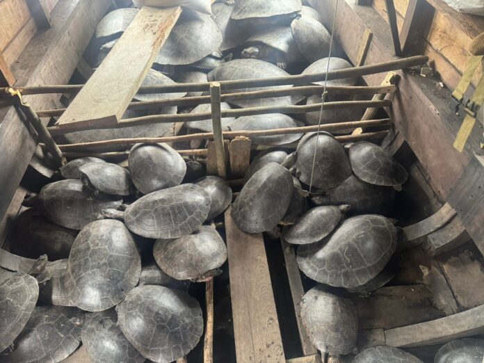 Notícias do Amazonas – Homem detido por caçar ilegalmente 254 quelônios e ovos