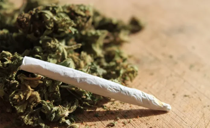 Maconha: Entenda quantos cigarros podem ser feitos com 40 gramas após decisão do STF