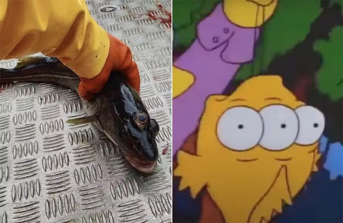 Notícias do Amazonas – Peixe de três olhos dos Simpsons é capturado na Groelândia