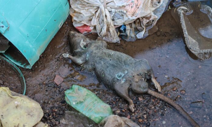 RS registra 20ª fatalidade por leptospirose em meio a enchentes devastadoras