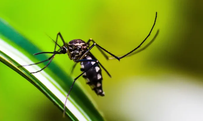 Notícias do Amazonas – Brasil registra quase 6 milhões de casos de dengue em 2024