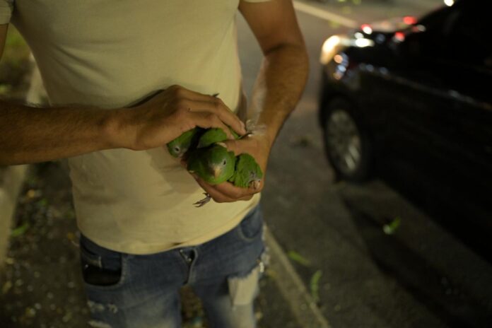 Notícias do Amazonas – Caminhão em alta velocidade causa morte de periquitos em Manaus