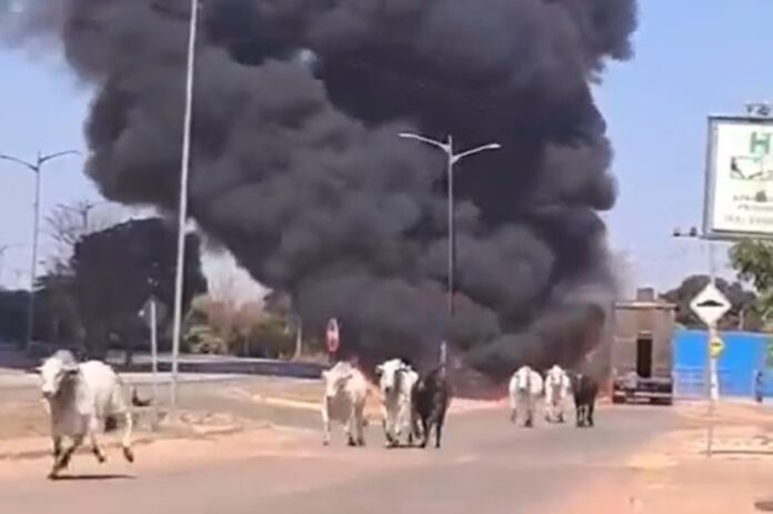 Notícias do Amazonas – Bois escapam de caminhão em chamas em Cáceres, MT