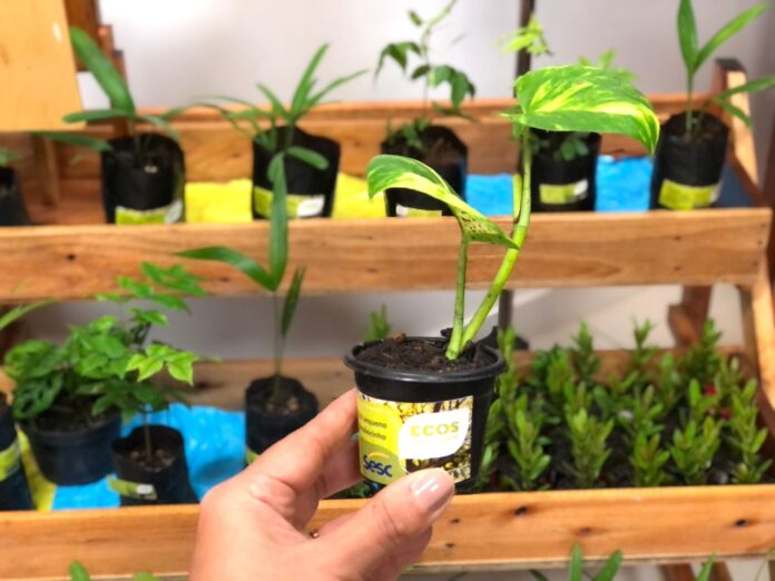 Notícias do Amazonas – Shopping Ponta Negra promove Drive Thru Ambiental e oficinas infantis