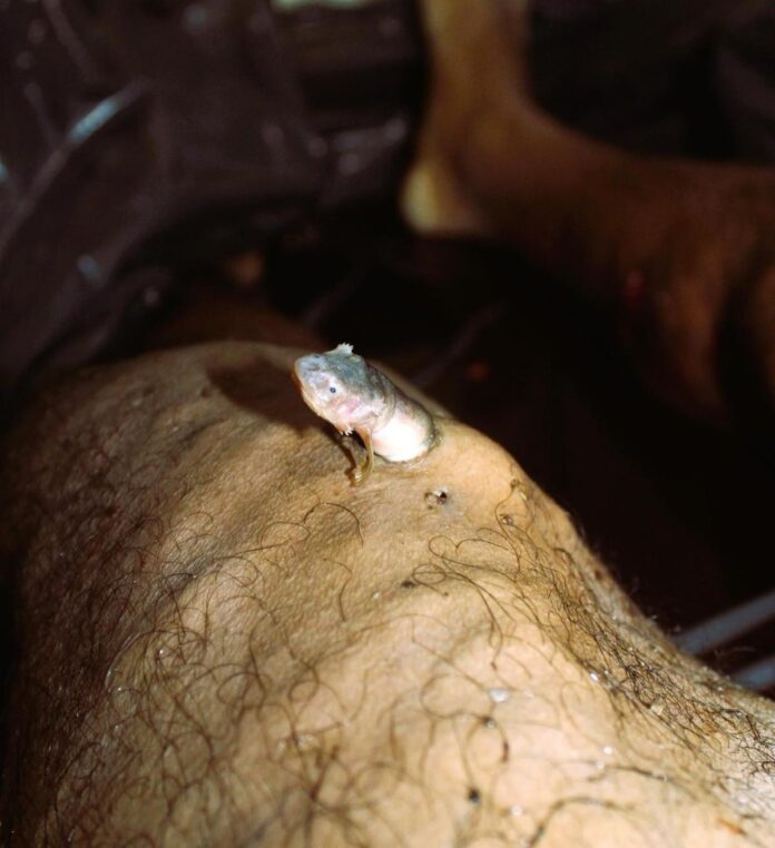 Notícias do Amazonas – Perita de Manaus é premiada por foto de candiru em cadáver