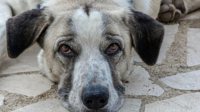 Notícias do Amazonas – Homem detido por lançar cães de telhado em Manaus