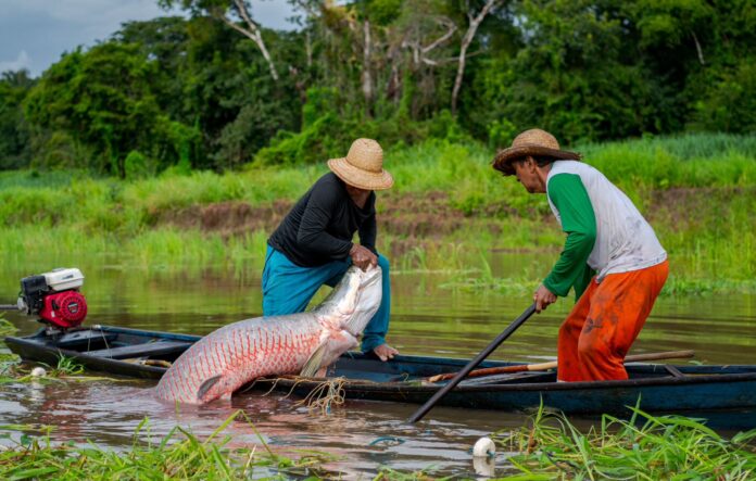 Notícias do Amazonas – Manejo do Pirarucu é destaque em painel do G20 em Manaus