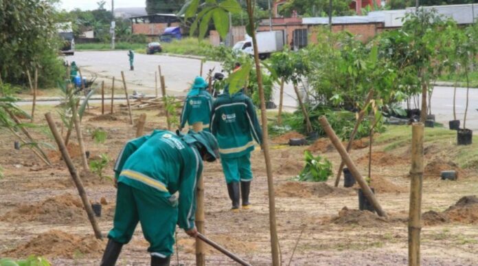 Notícias do Amazonas – Iniciativas promovem o plantio de árvores em Manaus