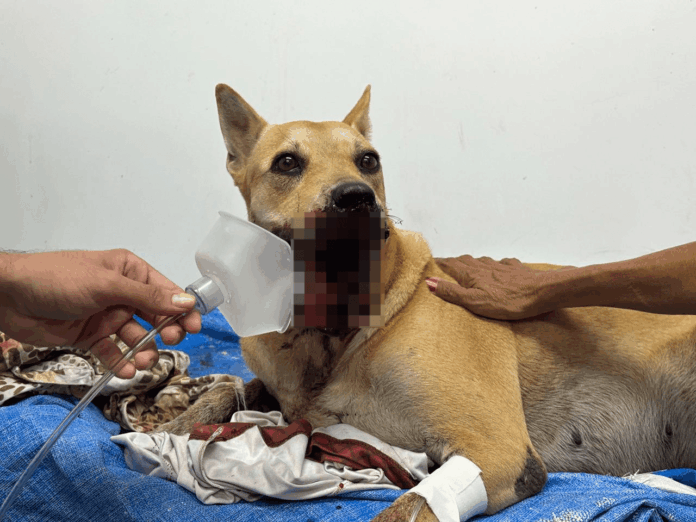 Notícias do Amazonas – Cadela gravemente ferida por explosão de fogos em Manaus