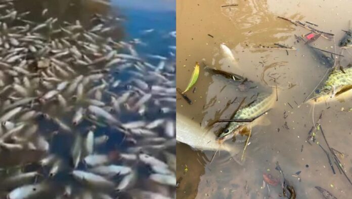 Investigação sobre a morte de três toneladas de peixes no Rio Piracicaba