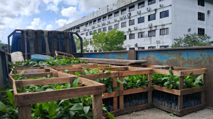 Notícias do Amazonas – Idam oferece mudas gratuitas de castanha-da-Amazônia para agricultores