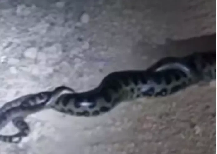 Notícias do Amazonas – Sucuri fêmea atrai machos em acasalamento surpreendente