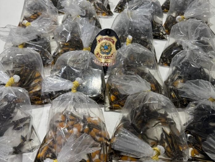 Notícias do Amazonas – PF detém suspeito com mil peixes ornamentais contrabandeados